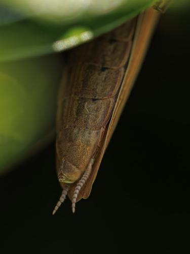 Réf. 348 274 : Mantis religiosa